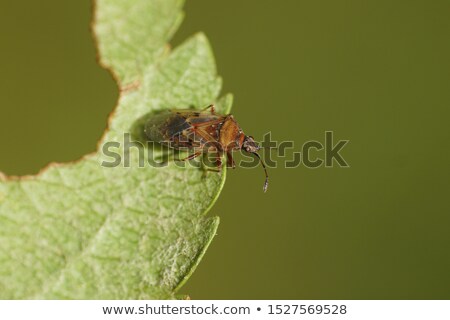 Stock photo: Catkin 10