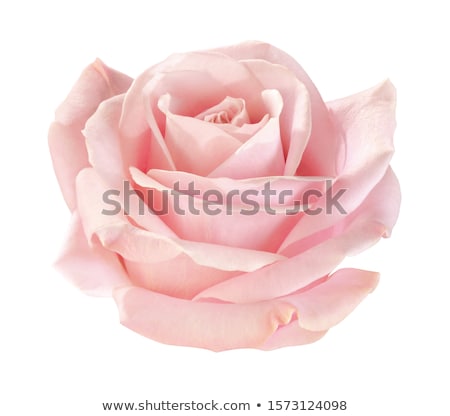 Stock foto: Light Pink Roses