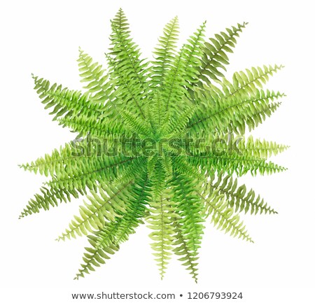 Stockfoto: Fresh Fern