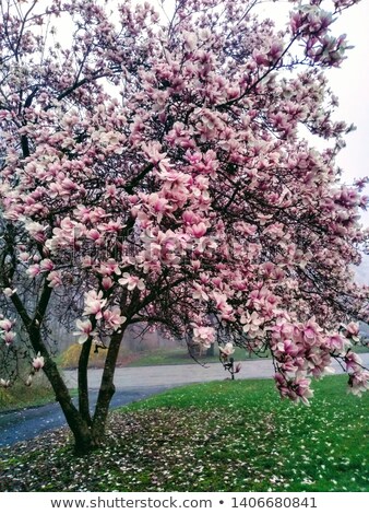 Foto stock: Deciduous Magnolia Tree In Full Bloom