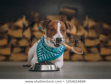 Foto d'archivio: Beautiful Brown Dog As A Chef