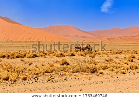 Foto stock: Gemsbok On Desert Plains At Sunset