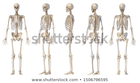 Stock fotó: Human Skeletal System