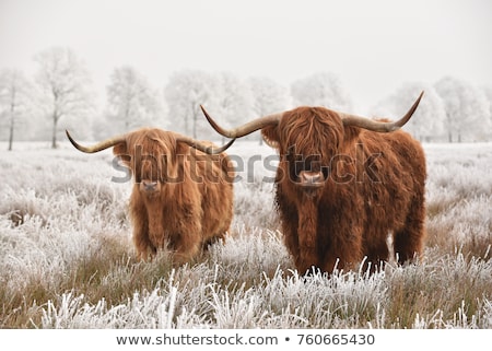 Stock photo: Wild Animals In The Field