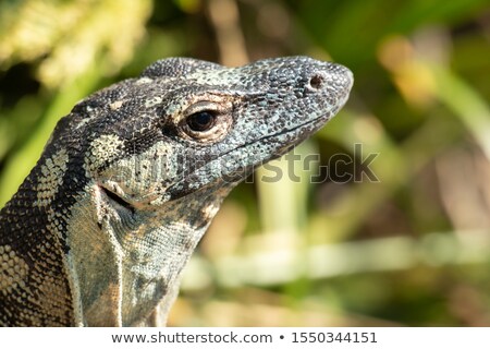 Stock fotó: Lace Monitor During The Day