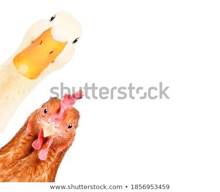 Stok fotoğraf: Two Cute Ducklings Looking Curiously At The Camera