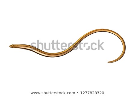Foto stock: Isolated Juvenile Blind Worm