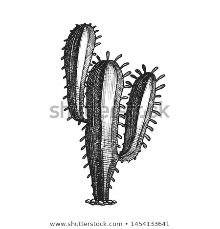 Stock photo: Tall Treelike Habit Desert Cactus Vintage Vector
