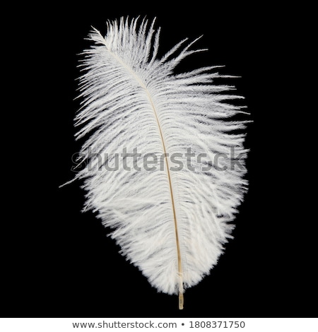 Stok fotoğraf: Ostrich Feather