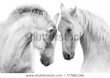 Stok fotoğraf: Horse Black And White