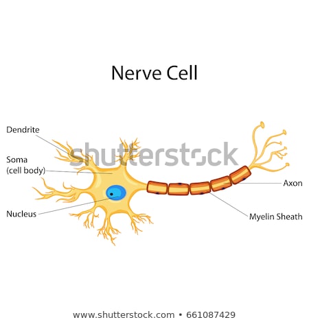 Foto stock: Nerve Cells