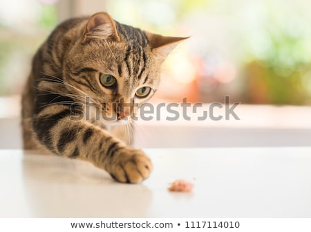 Foto stock: Portrait Of A Cat