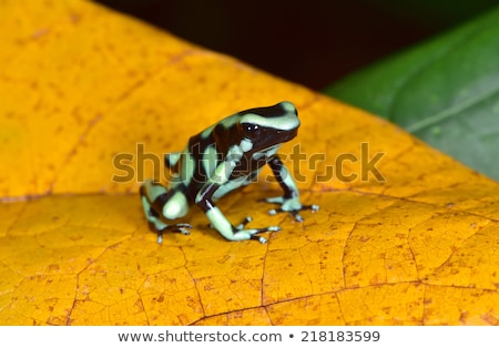 Stockfoto: Green And Black Poison Dart Frog