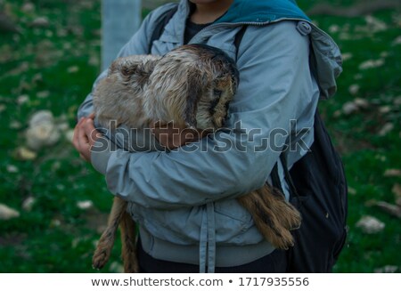 Imagine de stoc: Portrait Of Girl With Sheep In Lap