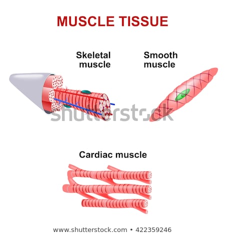 Сток-фото: Cardiac System