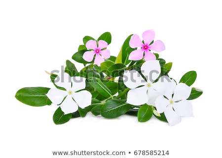 Stok fotoğraf: Catharanthus Roseus Or Periwinkle