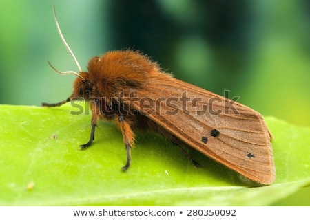 [[stock_photo]]: The Ruby Tiger Phragmatobia Fuliginosa