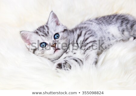 Сток-фото: British Short Hair Silver Tabby Cat Lying On Sheepskin