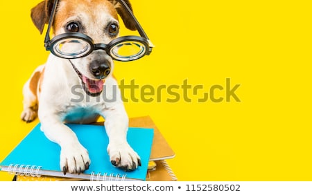 Сток-фото: Smart School Dog