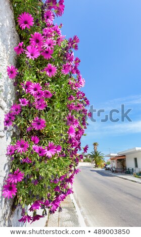 Stock photo: Hanging Pink Spanish Daisies On Wall Near Street