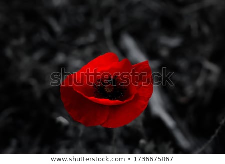 Stock photo: Scarlet Poppy