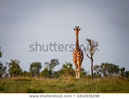 Stok fotoğraf: Giraffe Looking At The Camera