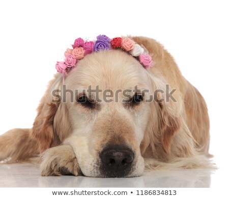 Foto stock: Bored Labrador With Flowers Crown Lies And Looks To Side