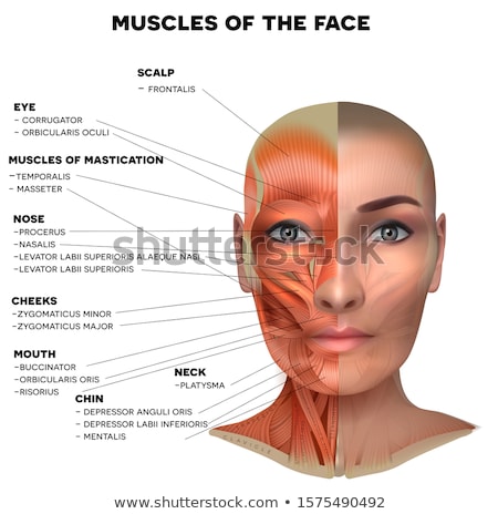 Stock fotó: Muscles Of The Face Detailed Bright Anatomy Isolated On A White