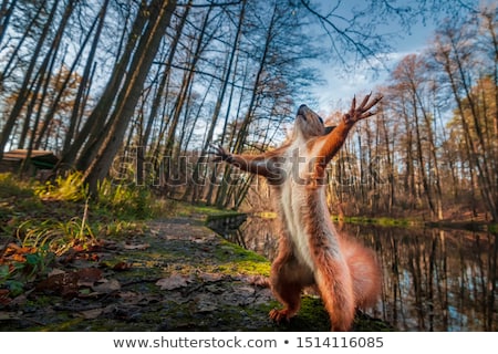 Stock fotó: Wild Animal In Nature