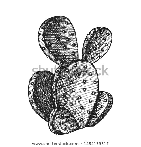 ストックフォト: Opuntia Azurea Prickly Pear Cactus Ink Vector