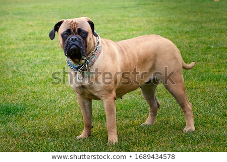 Stock photo: Portrait Of An Adorable Bull Mastiff