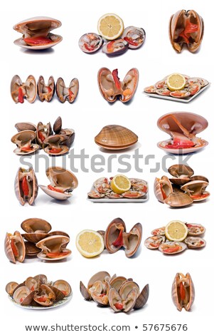 Foto stock: Smooth Clam Alive