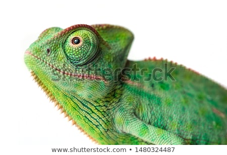 Foto stock: Yemen Chameleon