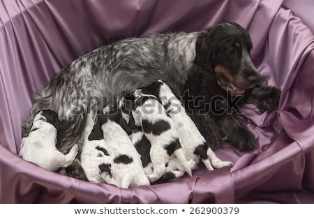 Foto stock: English Cocker Spaniel Puppies Nursing