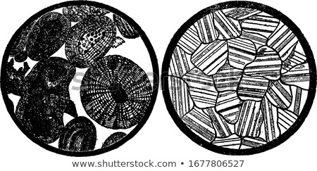 Zdjęcia stock: Geological Vein Vintage Engraved Illustration