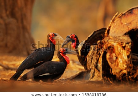 Сток-фото: Southern Ground Hornbill In A Tree In The Kruger National Park