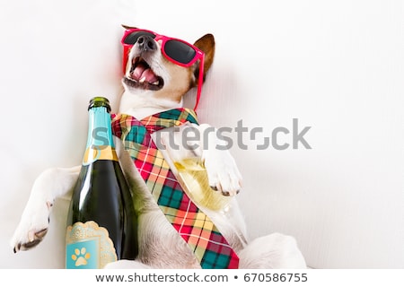 Stock foto: Drunk Hangover Dog