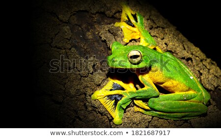 Foto stock: Flying Frog In The Jungle On Colorful Background