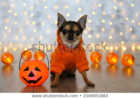 Сток-фото: Puppies Chihuahua For Halloween