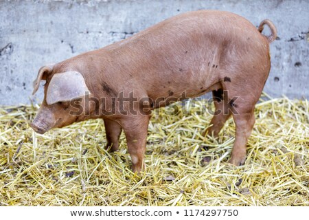 Foto stock: Red Wattle Hog Sus Scrofa Domesticus Profile In A Barn