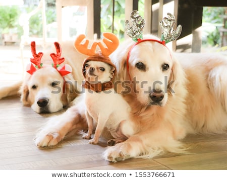 Stockfoto: Happy Golden Retriever Wearing A Santa Hat Lying