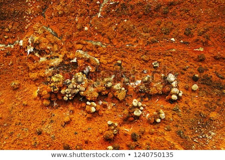 Stok fotoğraf: Macro Shot Of Dry Rot Fruiting Body