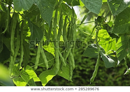 [[stock_photo]]: Green French Beans Plant In Vegetables Garden