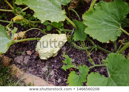 Stockfoto: Pale Pear Shaped Warted Gourd On A Spiky Vine