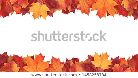 商業照片: Fall Maple Leaves Border