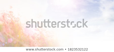 Foto stock: White Flower Weed And Blue Sky