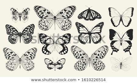 Stockfoto: Detailed Butterflies Vector Set