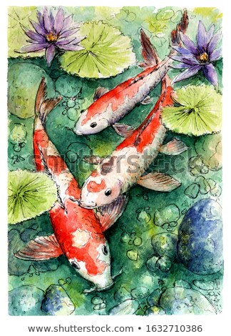 Stockfoto: Koi Fish Swimming In Pond With Water Lily