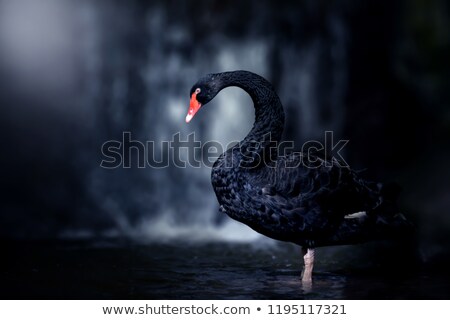 Foto stock: Black Swan Cygnus Atratus In Captivity