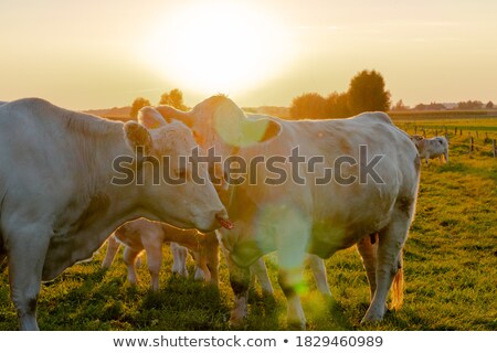 Stockfoto: Cow In A Grassland In Northern Of Germany